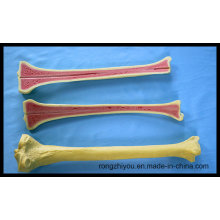Ортопедические модели Tibia для преподавания